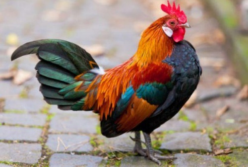 1969年屬什么生肖 今年多大了