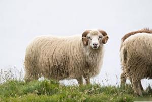 1967屬什么生肖 今年多大了