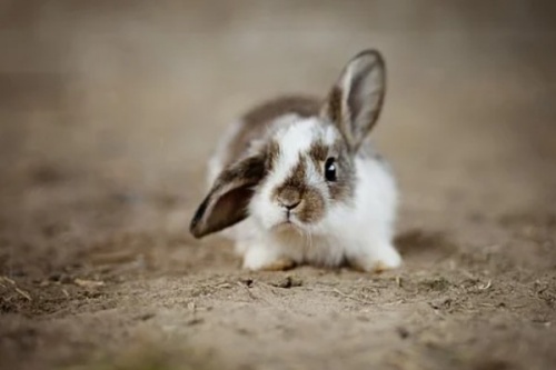 1963屬什么生肖 今年多大了