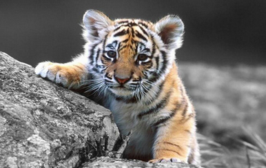 1962屬什么生肖 今年多大了