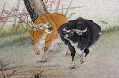 1961屬什么生肖 今年多大了