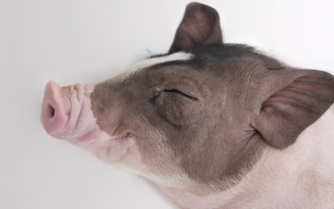 1959屬什么生肖 今年多大了