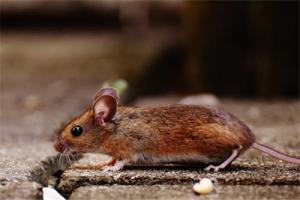 1960屬什么生肖 今年多大了