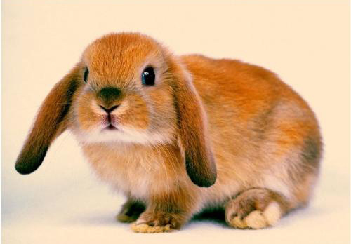 1951屬什么生肖 今年多大了