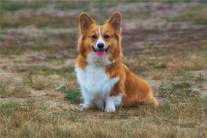 1958屬什么生肖 今年多大了