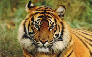 1950屬什么生肖 今年多大了