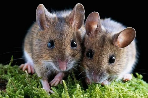 1972年屬鼠會(huì)二婚嗎為什么