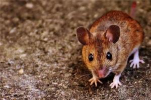 屬鼠的什么時辰出生最好