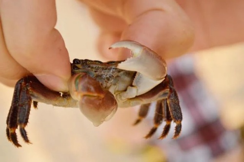 夢(mèng)到自己抓螃蟹預(yù)示著什么意思