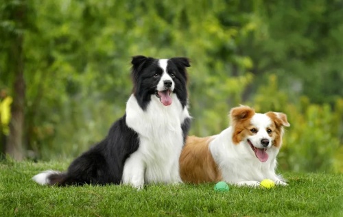 1982年屬狗是什么命