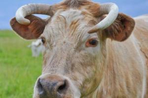 1985年屬牛人2025年運勢運程