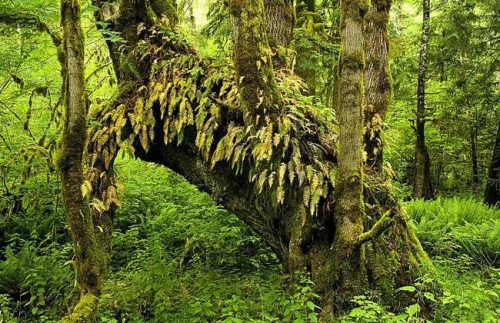 大林木命和路旁土命相配嗎