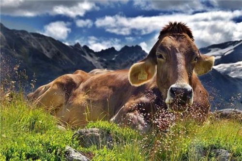97年屬什么的生肖