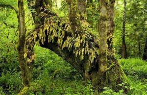 大林木命和路旁土命相配嗎