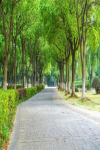 大林木命和爐中火命相配嗎