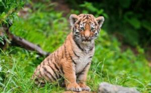 98年屬什么的生肖