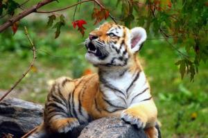 98年屬虎最佳婚配屬相