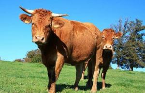 97年屬牛男什么時候遇到正緣