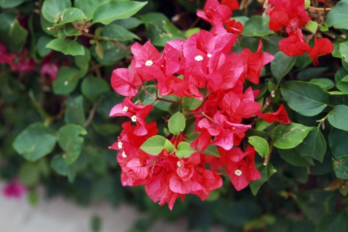 哪些生肖不適合種三角梅