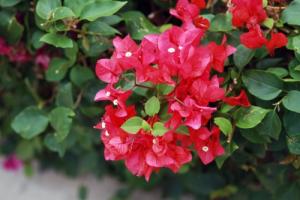 哪些生肖不適合種三角梅