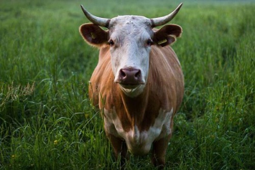 1973屬牛的人是什么命