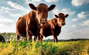 屬牛的人和什么屬相做生意最好