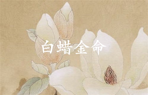 白蠟金命女缺什么五行屬性