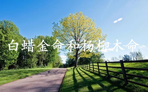 白蠟金命女和楊柳木命男相配嗎