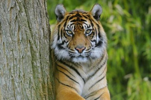 屬虎男最佳婚配