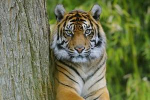 屬虎男最佳婚配