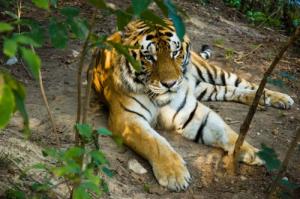 屬虎不合的四個(gè)屬相