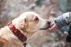 屬狗人2025年全年運(yùn)勢運(yùn)程