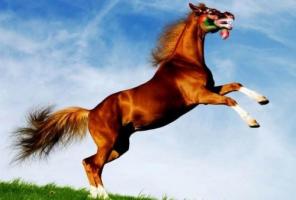 屬馬人2025年運(yùn)勢(shì)及運(yùn)程每月運(yùn)程