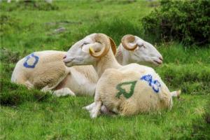 屬羊人2025年全年運(yùn)勢(shì)及每月運(yùn)程