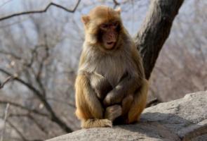 屬猴人2025年全年運勢及每月運程