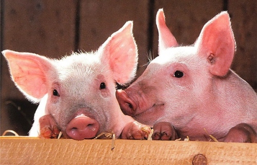 屬豬人2025年全年運(yùn)勢(shì)運(yùn)程每月運(yùn)程