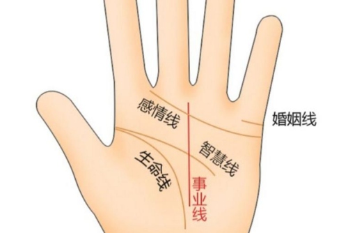 事業(yè)線是指女人的哪個部位?