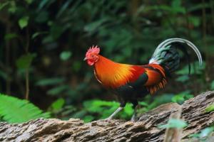 屬雞的是哪年出生的