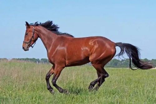 屬馬的是哪年出生的