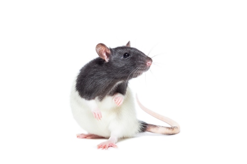 屬鼠的是哪年出生的