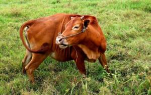 屬牛的是哪年出生的