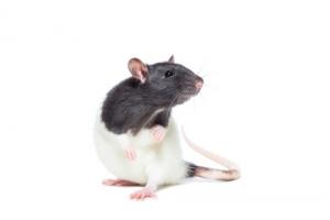 屬鼠的是哪年出生的