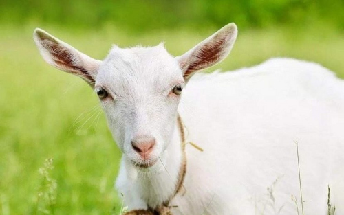 屬羊不合的三個屬相