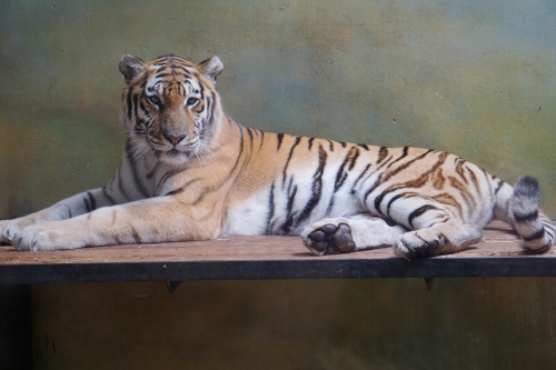 屬虎不合的三個(gè)屬相