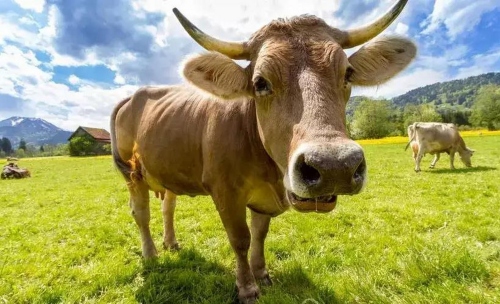 屬牛不合的三個(gè)屬相是什么