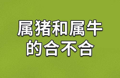 屬豬和屬牛的人合得來嗎