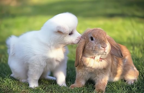 屬狗和屬兔配不配
