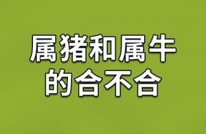 屬豬和屬牛的人合得來嗎