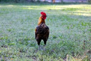 屬雞的男人性格和脾氣及愛情