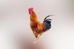 屬雞的女人性格和脾氣及愛情